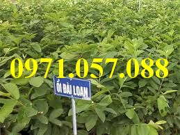 CÂY GIỐNG ỔI LÊ ĐÀI LOAN
